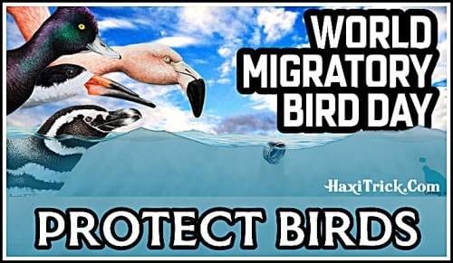 World Migratory Birds Day