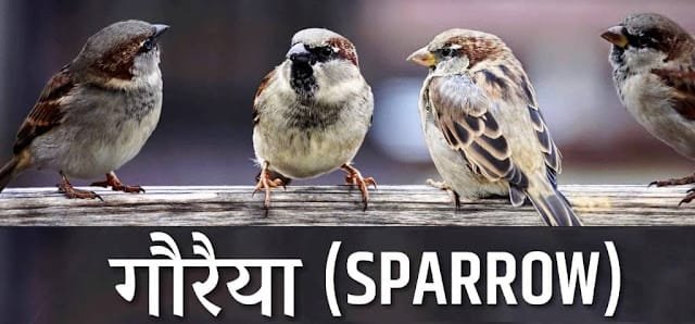 Sparrow - Gauraiya Sparrow - Gauraiya